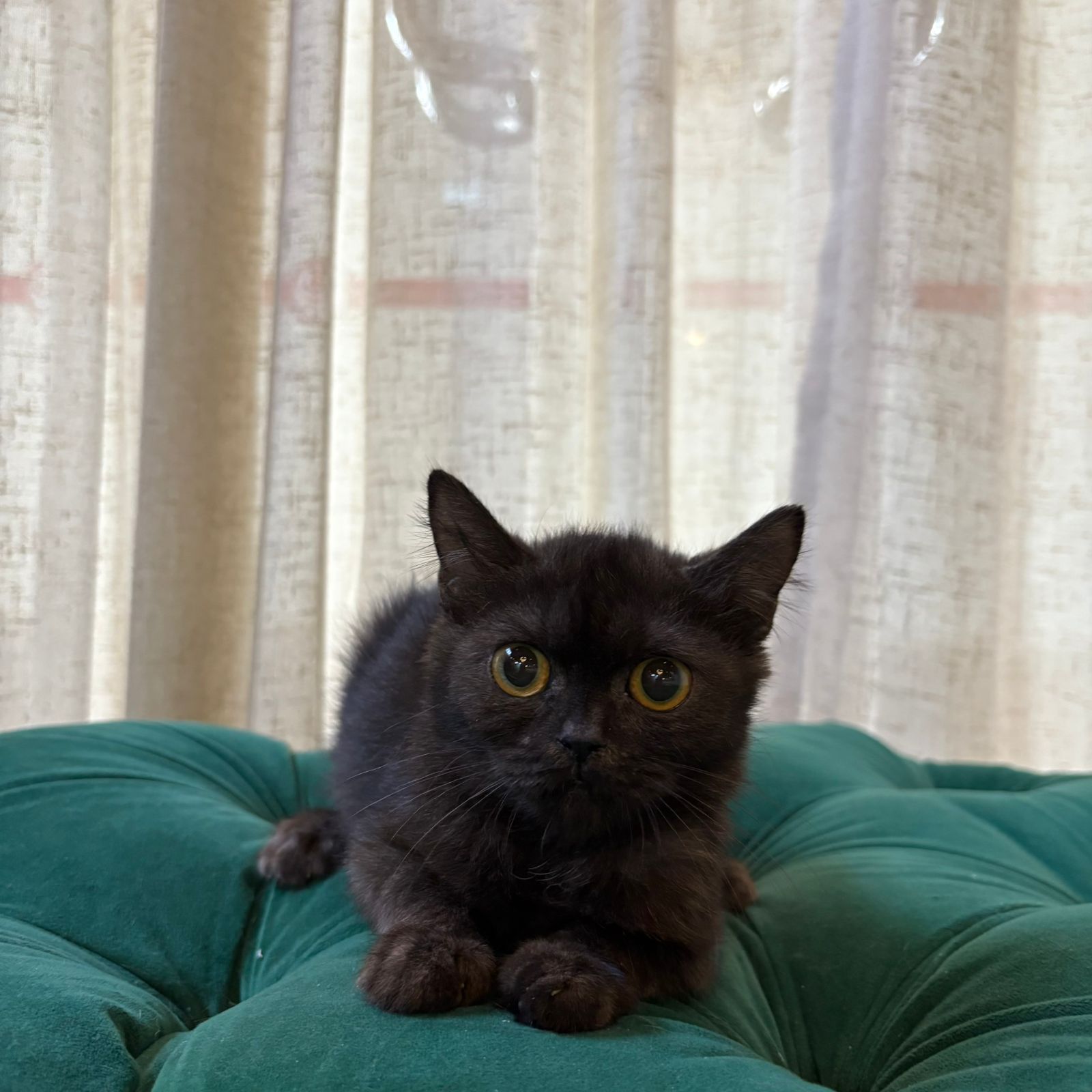 Midnight - British Shorthair - Image 3