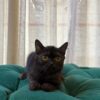 Midnight - British Shorthair - Image 4