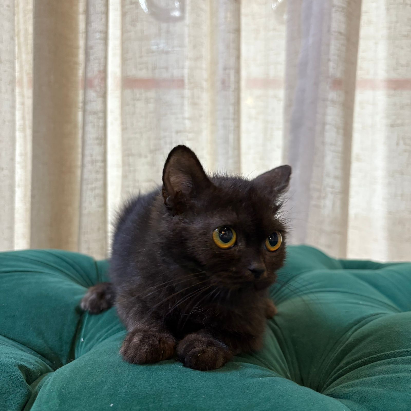 Midnight - British Shorthair - Image 5