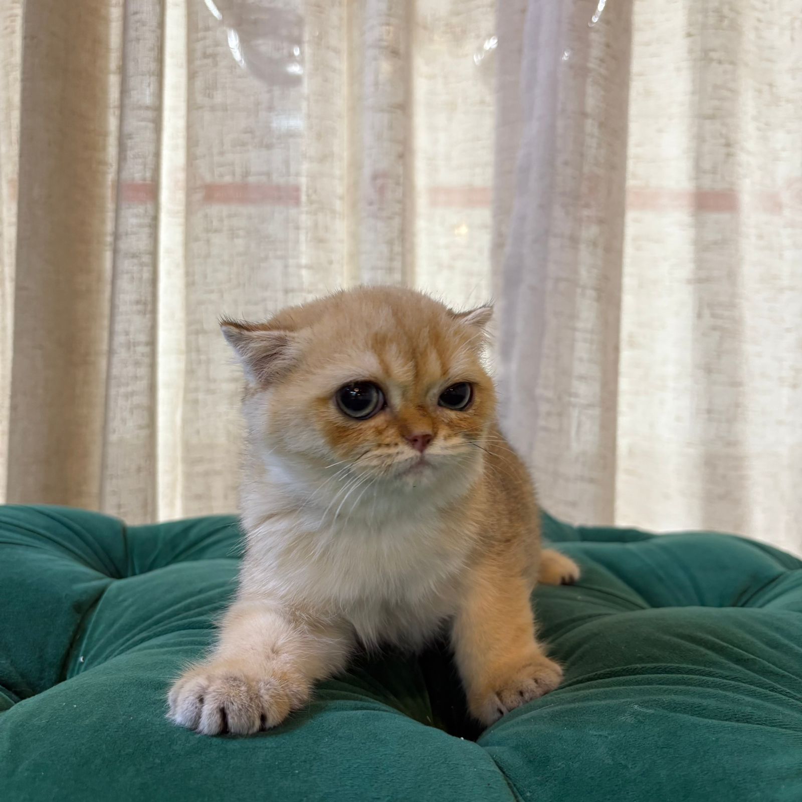 Millie - Scottish Fold - Image 3