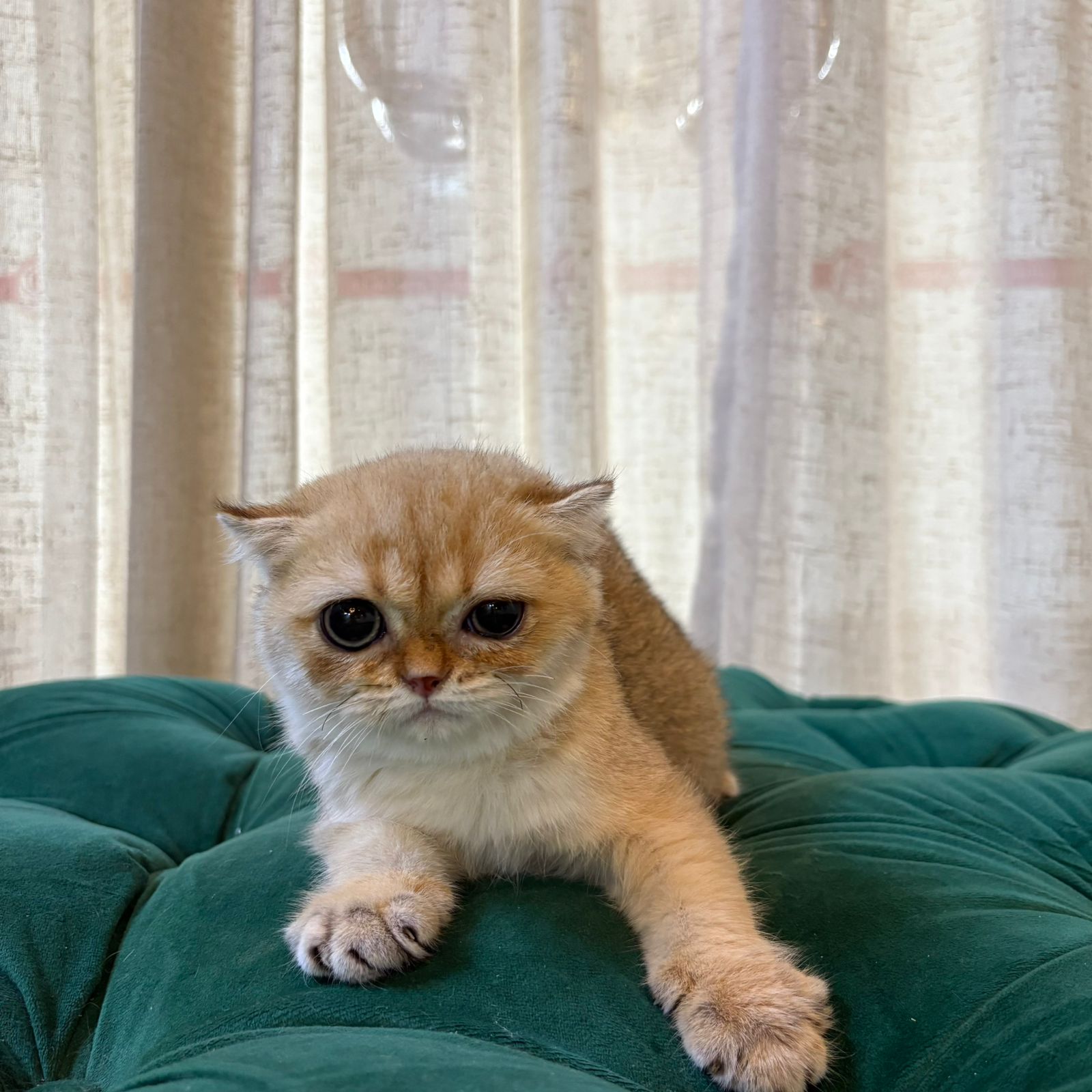 Millie - Scottish Fold - Image 4