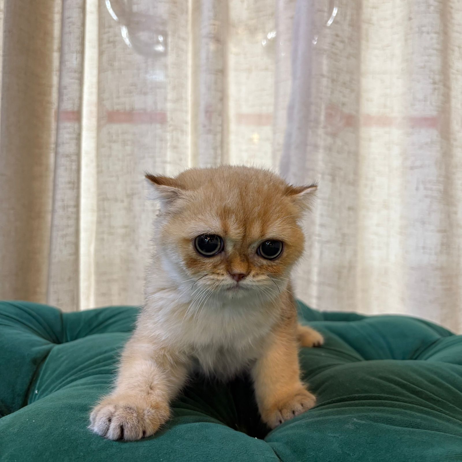 Millie - Scottish Fold - Image 5