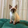 Bandit - Seal Point Siamese - Image 4