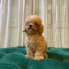 Duke - Toy Poodle