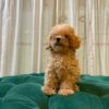 Duke - Toy Poodle - Image 4