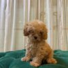 Duke - Toy Poodle - Image 2