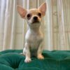 Pepper - Chihuahua