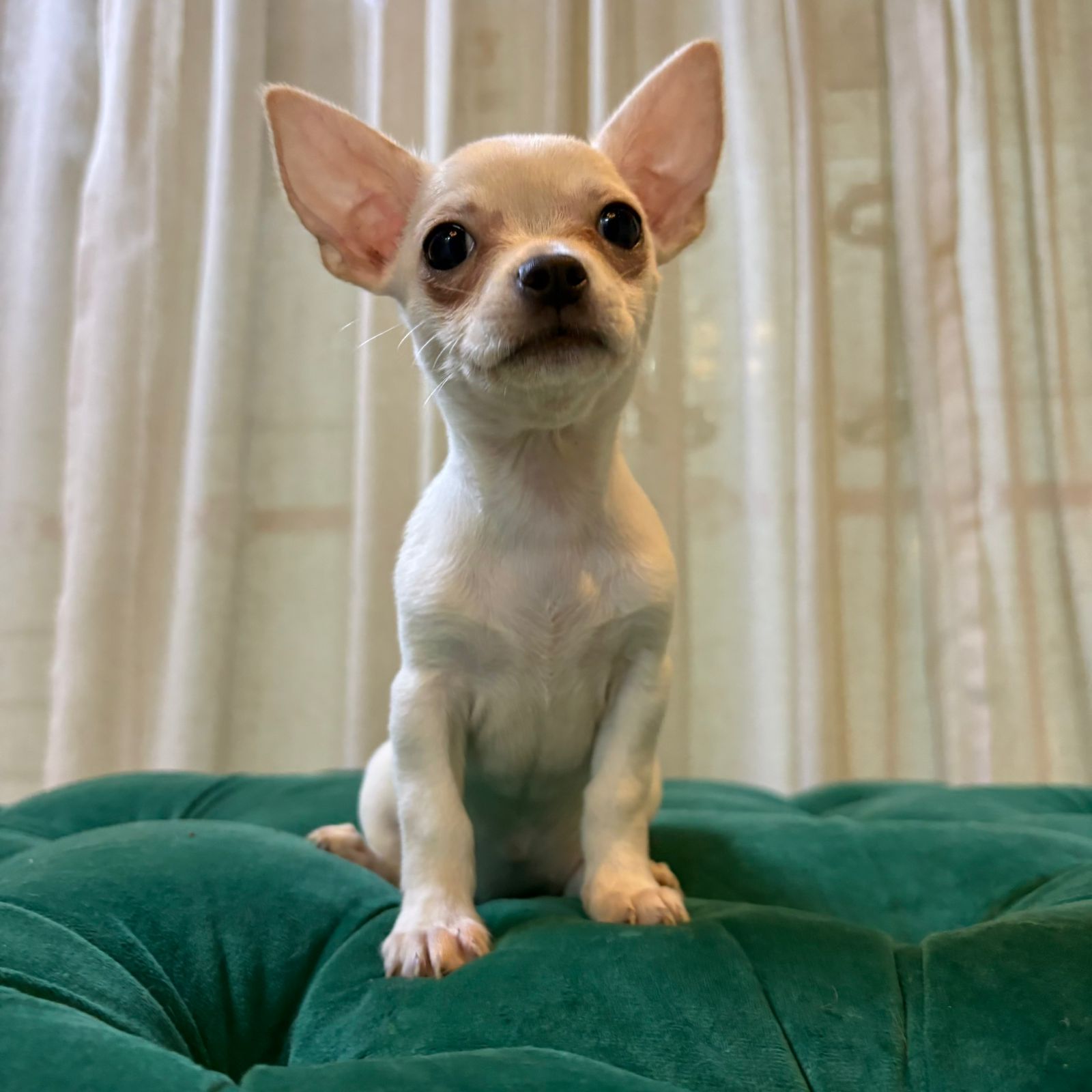Pepper - Chihuahua