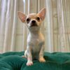 Pepper - Chihuahua - Image 3