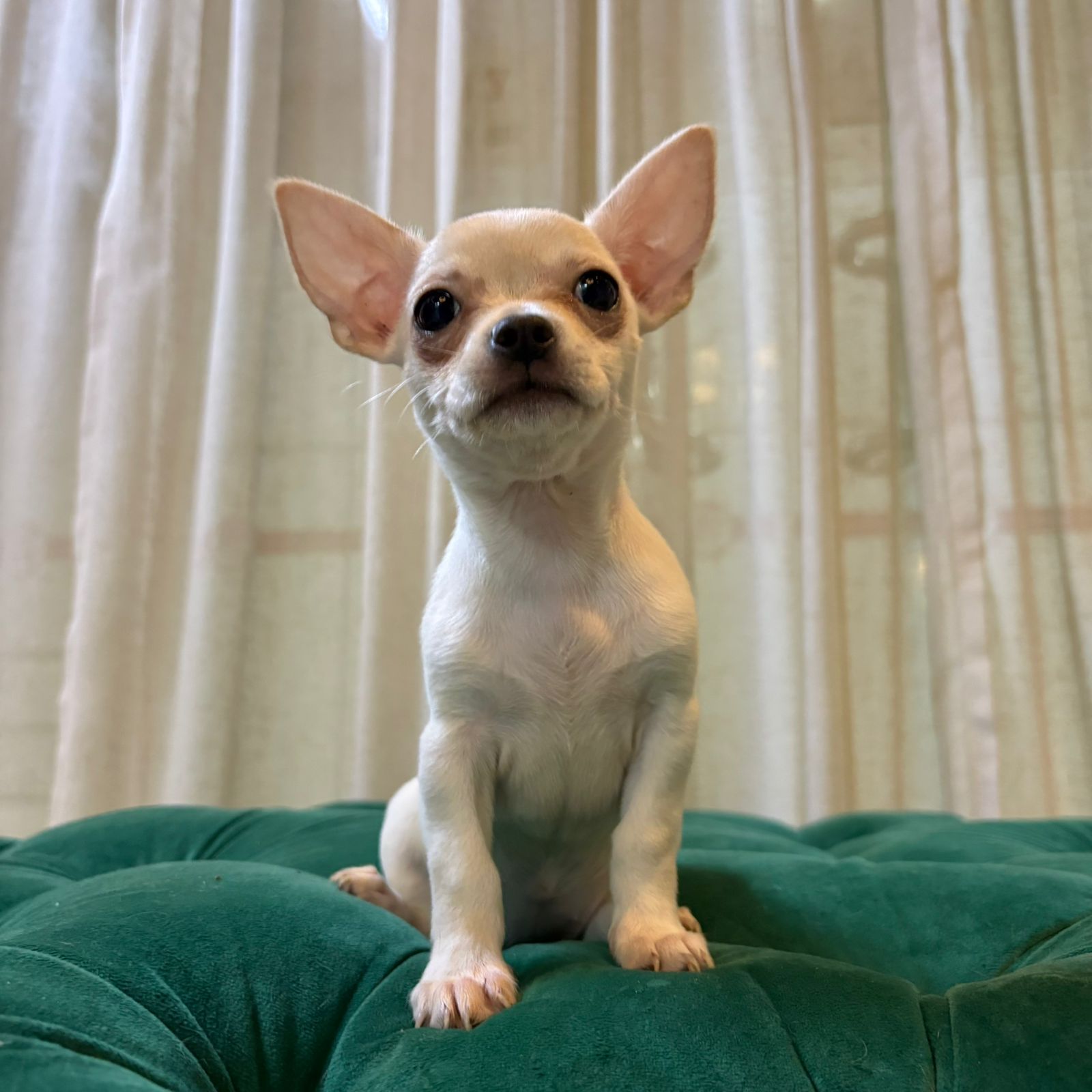Pepper - Chihuahua - Image 3
