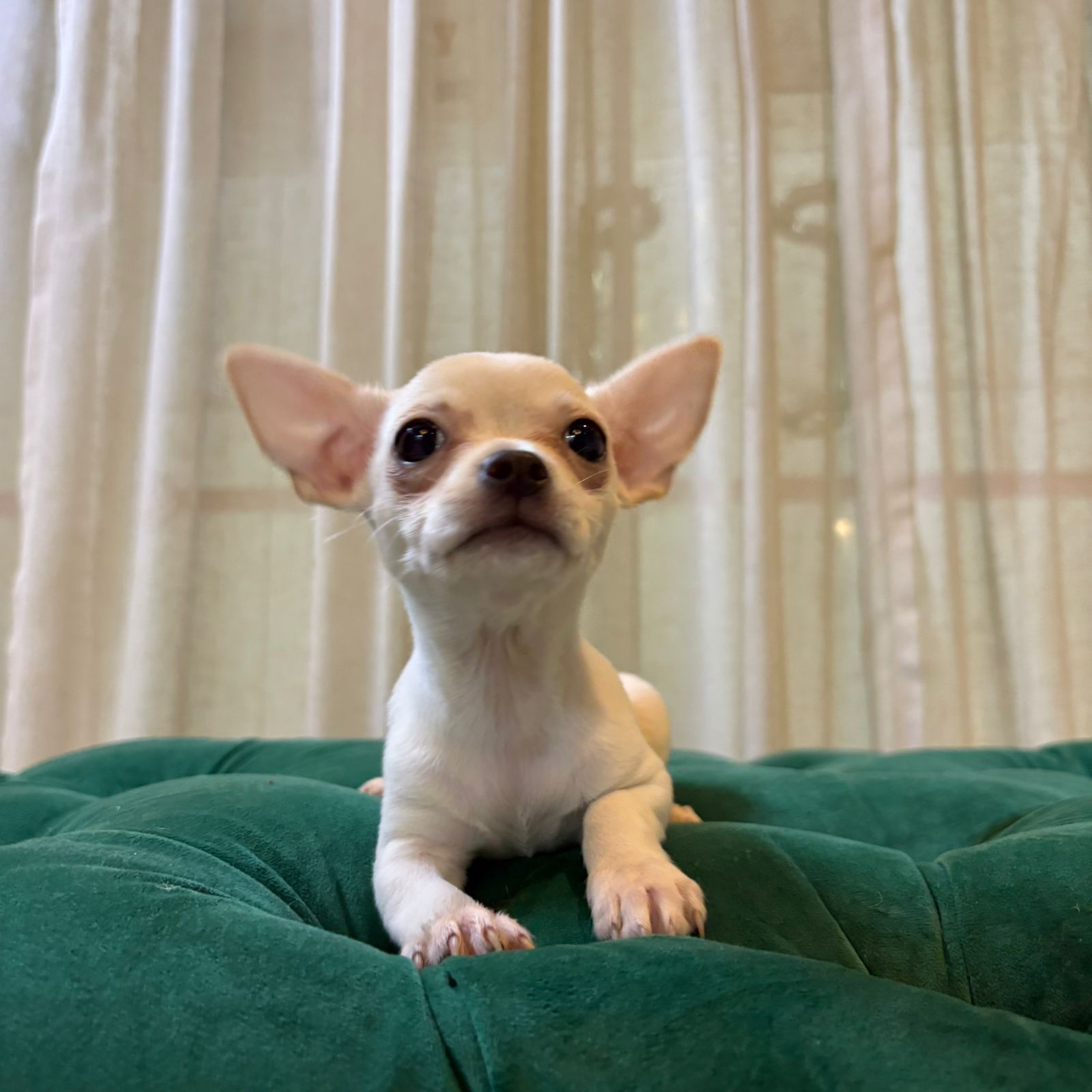 Pepper - Chihuahua - Image 4