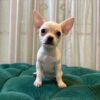 Pepper - Chihuahua - Image 5