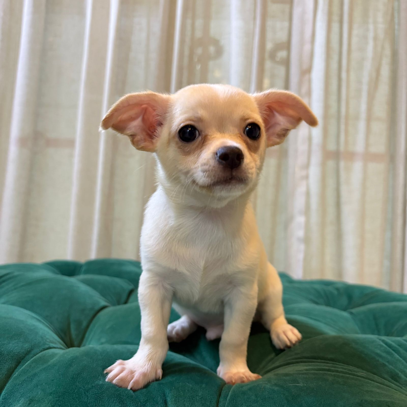 Sherlock - Chihuahua