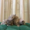 American Curl Kittens - Image 5