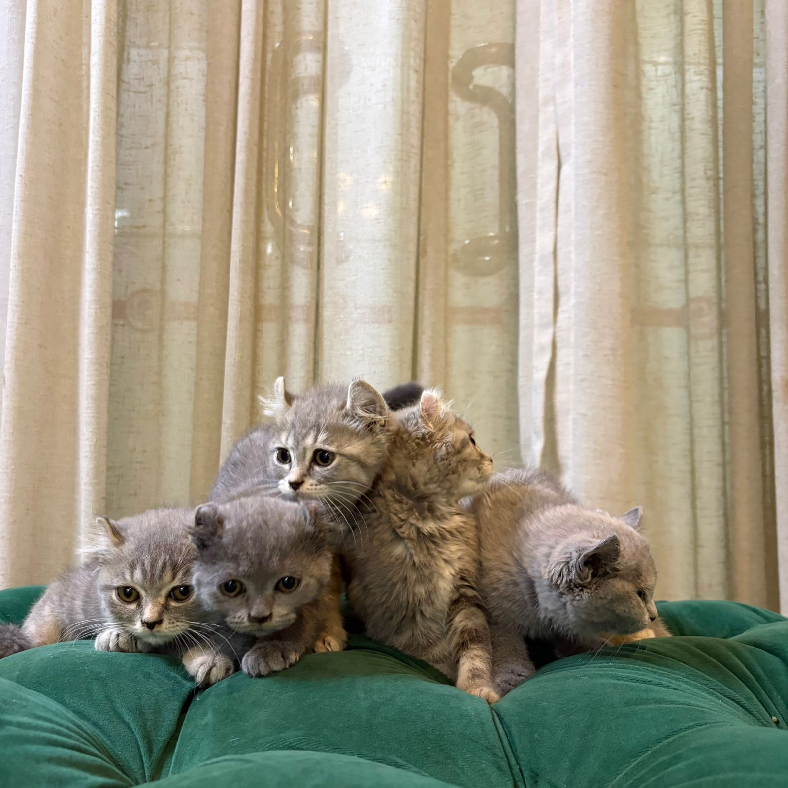 American Curl Kittens - Image 5