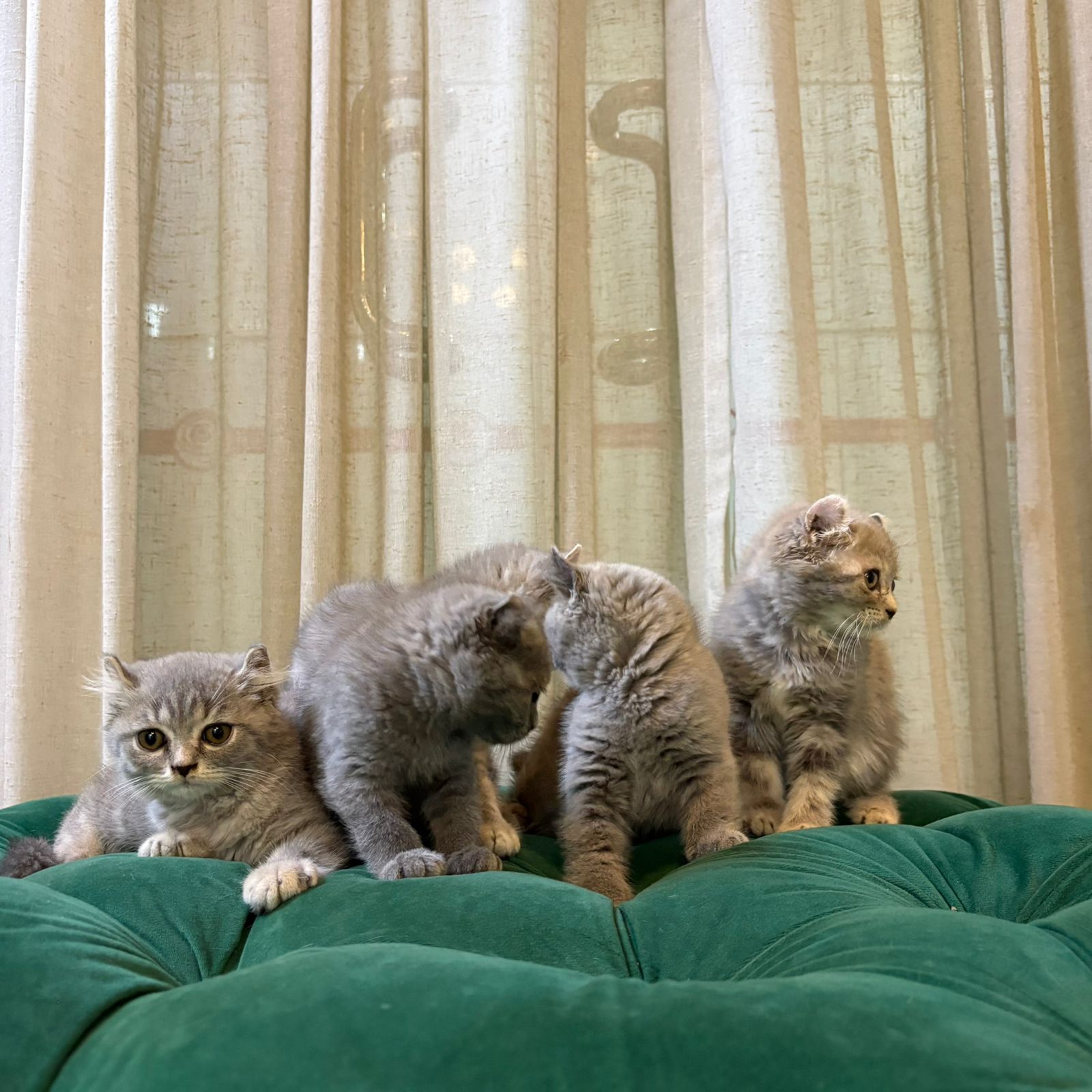 American Curl Kittens - Image 4