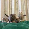 American Curl Kittens