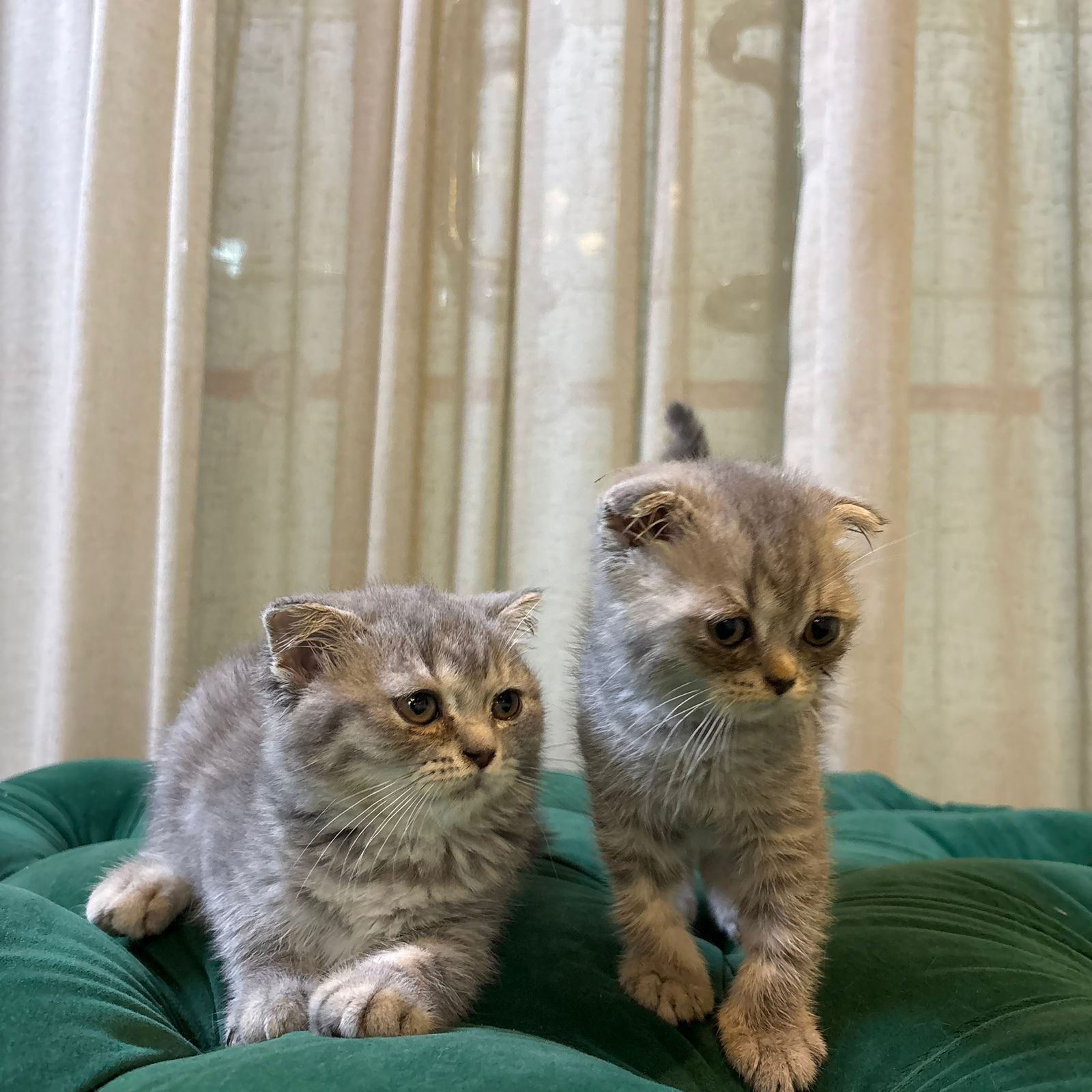 Scottish Fold Duo - Image 2