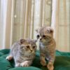 Scottish Fold Duo