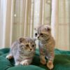 Scottish Fold Duo - Image 4