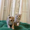 Scottish Fold Duo - Image 5