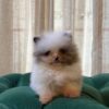 Snow - Teacup Pomeranian - Image 2