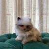 Snow - Teacup Pomeranian - Image 3