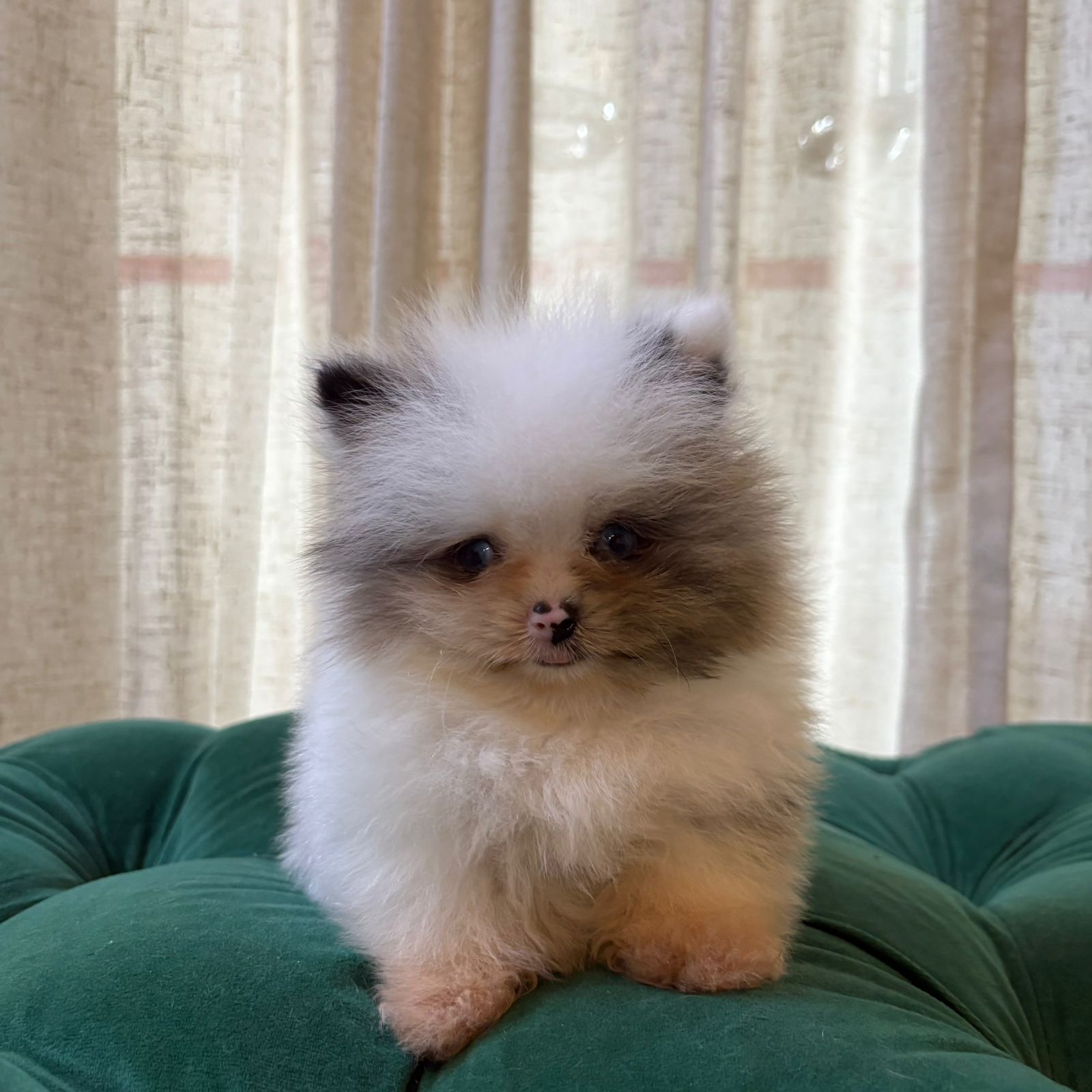 Snow - Teacup Pomeranian - Image 4