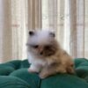 Snow - Teacup Pomeranian