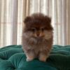 Bart - Pomeranian - Image 3