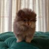 Bart - Pomeranian - Image 4