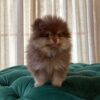 Bart - Pomeranian - Image 5
