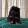 Bella - Pomeranian - Image 2