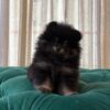 Bella - Pomeranian - Image 3