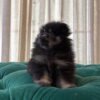 Bella - Pomeranian - Image 4