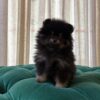 Bella - Pomeranian