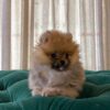 Barbie - Pomeranian - Image 2