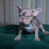 Danus - French Bulldog - Image 2