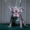 Danus - French Bulldog