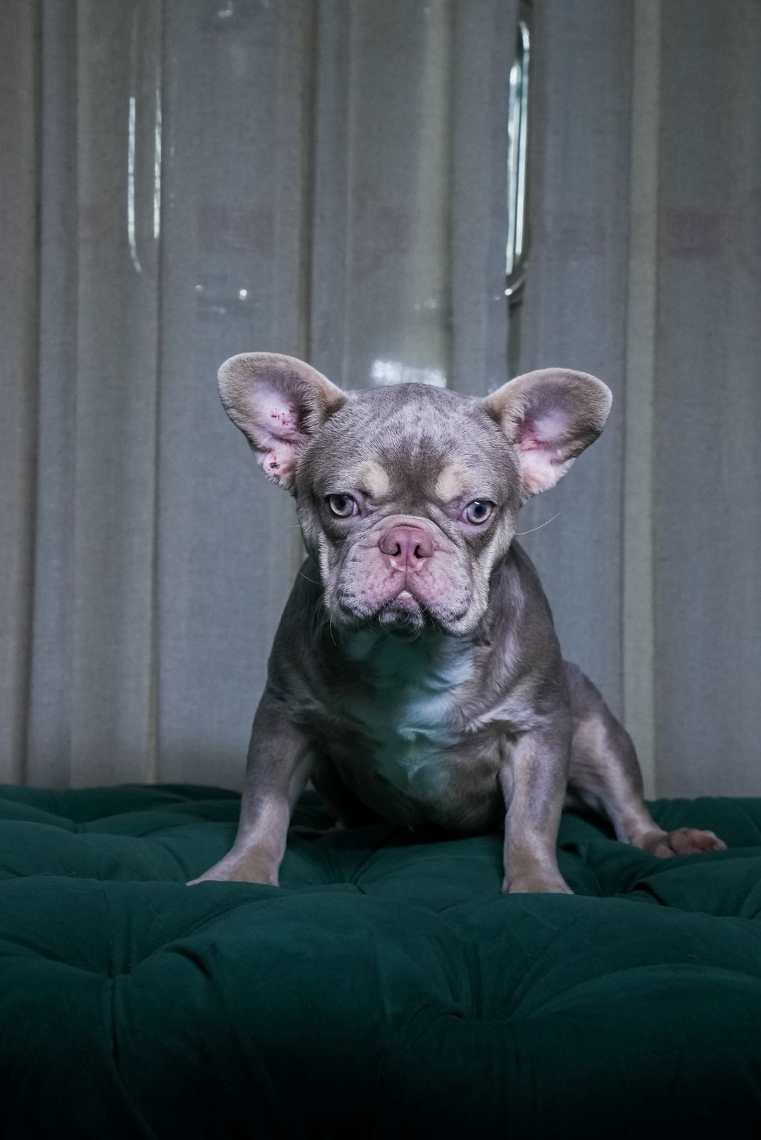 Danus - French Bulldog