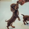Mini Dachshund Puppy - Image 2