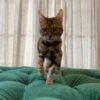 Lana – Bengal Cat - Image 2