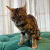 Lana – Bengal Cat - Image 3