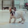 French Bulldog Male Puppy - Image 3