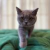 Rocky – British Shorthair