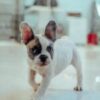 French Bulldog Male Puppy - Image 2