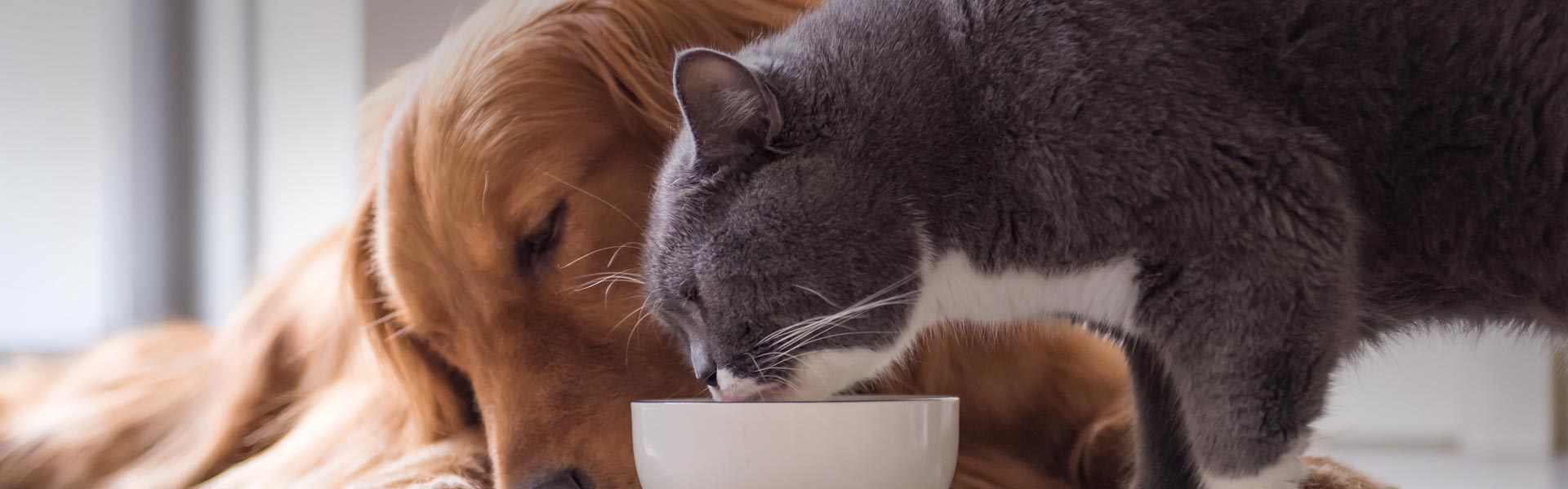 About Us - Pets Habitat