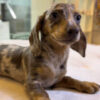 Mini Dachshund Merle - Image 2