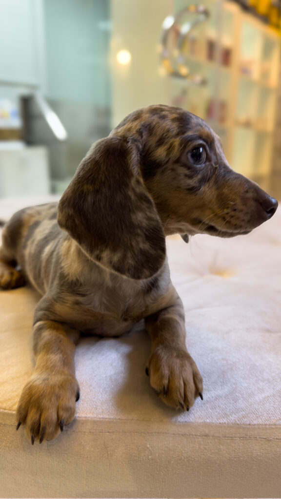 Mini Dachshund Merle - Image 3