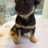 Long-haired Female French Bulldog - Image 2
